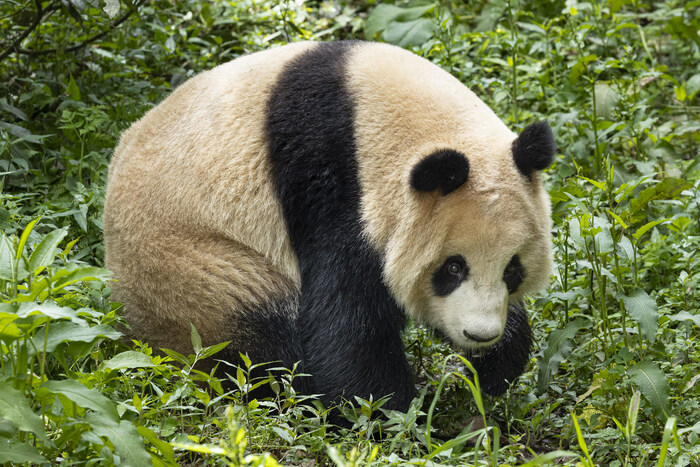 Xin Bao (pronounced sing bao), one of the two giant pandas to be cared for by San Diego Zoo. Credit: San Diego Zoo Wildlife Alliance