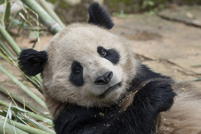 Yun Chuan (pronounced yoon chu-an), one of the two giant pandas to be cared for by San Diego Zoo.  Credit: San Diego Zoo Wildlife Alliance