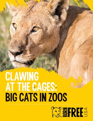 Wildlife conservation and animal advocacy nonprofit, Born Free USA, has today released Clawing at the Cages: Big Cats in Zoos, a major new report detailing the suffering of big cats in captivity.