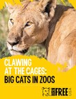 New Report Reveals Myriad Problems with Big Cats in Captivity, Calls for a Phase-Out of Breeding and Keeping Big Cats at Zoos