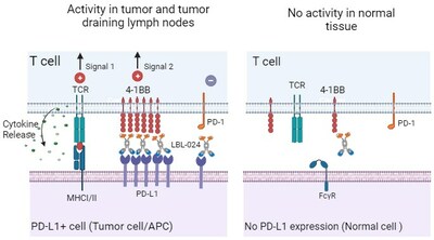 Mechanism of LBL-024