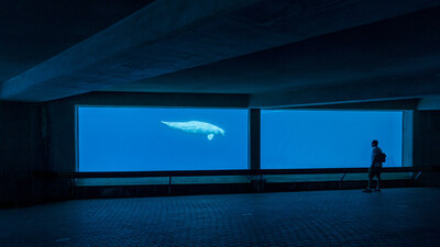 Beluga in underwater viewing area, Marineland 2023. Photo: World Animal Protection. (CNW Group/World Animal Protection)