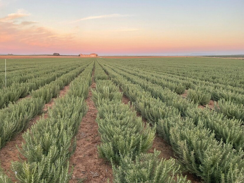 Kemin Industries' Request for Use of Rosemary Extract as Antioxidant Feed Additive for Cats and Dogs Authorized by European Commission - Vimarsana News