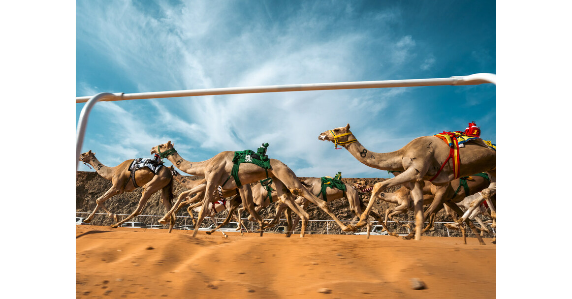 تستضيف العلا النسختين الافتتاحيتين من كأس العرب لسباق الهجن وبطولة العالم الدولية لتحمل الهجن، مما يعزز مكانتها كوجهة أولى للتراث.