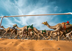 AlUla será sede de dos competiciones nuevas de camellos