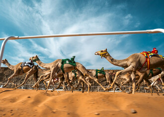 The first Arab Camel Cup and first World Endurance Championship, held on 3rd May and 4th May respectively, each feature a prestigious field of thoroughbred racing camels and multi-million SAR prize pools (PRNewsfoto/The Royal Commission for AlUla (RCU))