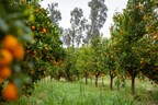 Apricot Lane Farms citrus grove