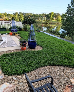 "Miniclover," a Top Trending, Sustainable, Drought Tolerant, Low to No Mow Grass Alternative for Yards Across America, Available at Outsidepride.com