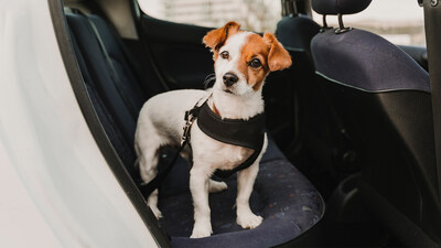 A new Erie Insurance survey shows 53% of dog owners who drive with their dogs would rather take a long road trip with their dog vs. a family member.