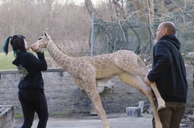 Cast members Kelly "Deerly Departed" Brong and Kevin "Grim Vapor" move a taxidermy baby giraffe