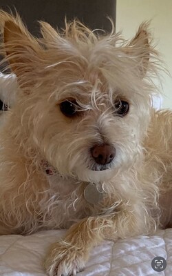 Embrace Pet Insurance covered over $60,000 for Sadie's pioneering open-heart mitral valve surgery at the University of Florida. Embrace Pet Insurance covered over $60,000 for Sadie's pioneering open-heart mitral valve surgery at the University of Florida.