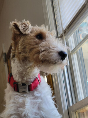 Cooper, a wire fox terrier from Georgia, was rushed to the veterinary hospital after accidentally ingesting a large quantity of caffeine tablets.