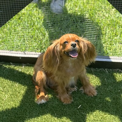 Red Robin patiently waits for her forever home. Find Red Robin, and so many more wonderful dogs and cats at Big Dog Ranch Rescue!