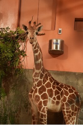 Giraffe Male Explores His New Home