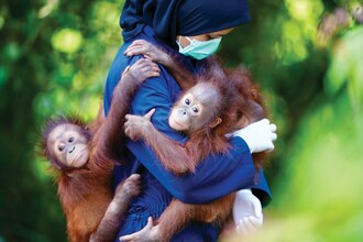 The Orangutan Project has issued an urgent appeal to help construct a purpose-built Baby House for an influx of orphaned orangutans in need of immediate care. Pictured here are Cinta, Arto and Harapi at BORA with carer Rara.