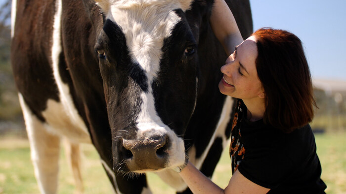 Vicky Bond, President of The Humane League, with a cow saved from a factory farm. (The Humane League)