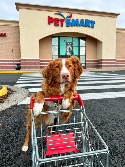 PetSmart Searches for Next 'Chief Toy Tester ... - PR Newswire