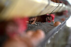 New Data Shows 89% of Cage-Free Egg Commitments Are Fulfilled by Food Corporations