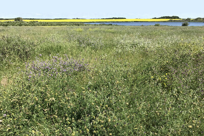 A field of forage and canola. (CNW Group/Ducks Unlimited Canada)