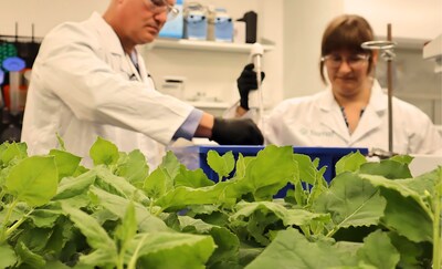 Tiamat Sciences' Technical Team members preparing a group of Nicotiana benthamiana plants for infiltration with Agrobacterium.