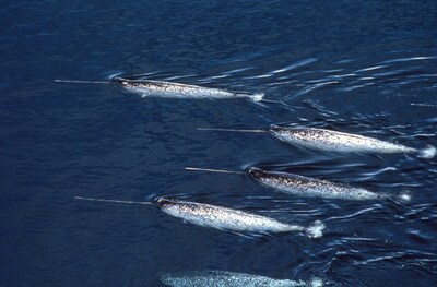 Narwhal © John Ford (CNW Group/Committee on the Status of Endangered Wildlife in Canada)