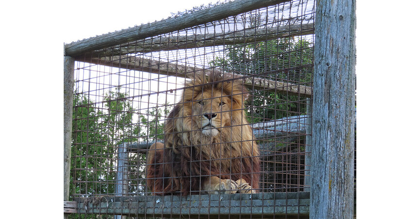 MAPPING CANADA’S CAPTIVE WILDLIFE PROBLEM: WORLD ANIMAL PROTECTION LAUNCHES INTERACTIVE TRANSPARENCY TOOL AS EXOTIC ANIMAL ESCAPES CONTINUE FROM COAST TO COAST