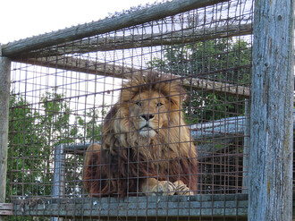 Lion at a roadside zoo in Ontario. Undersized enclosures or unsafe, unsanitary conditions and lack of shelter were observed at many zoo-type venues across Ontario. (C) World Animal Protection (CNW Group/World Animal Protection)