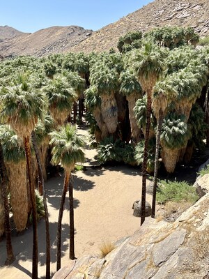 Photo credit: AIANTA // Caption: Palm Canyon in California, tribal homelands of the Agua Caliente Band of Cahuilla Indians