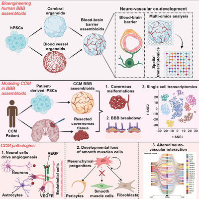 Graphical abstract from study led by experts at Cincinnati Children's published in Cell Stem Cell describes how scientists overcame challenges of making a brain organoid that includes the vital blood-brain barrier.