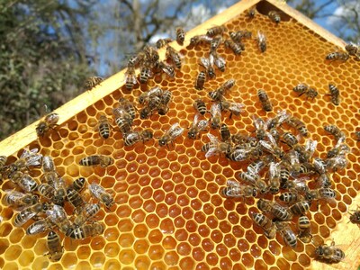 Honeytrail (PRNewsfoto/Facing Bees Foundation)