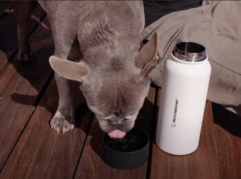 Dog drinking from removable dog bowl