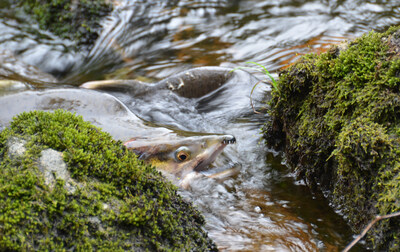 Salmon swimming in the waters of the Great Bear Rainforest, British Columbia. © WWF-Canada / Steph Morgan (CNW Group/World Wildlife Fund Canada)