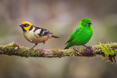 Flame-faced Tanager and Glistening Green Tanager, Photo courtesy of Manakin Nature Tours.