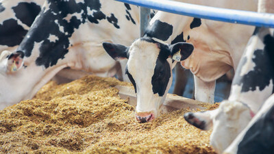 Feeding one tablespoon of Bovaer per lactating dairy cow per day can reduce methane emissions about 30%.