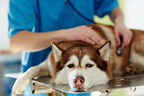 Cost vs. Care: Embrace Pet Insurance Survey Highlights Essential Role in Modern Pet Care