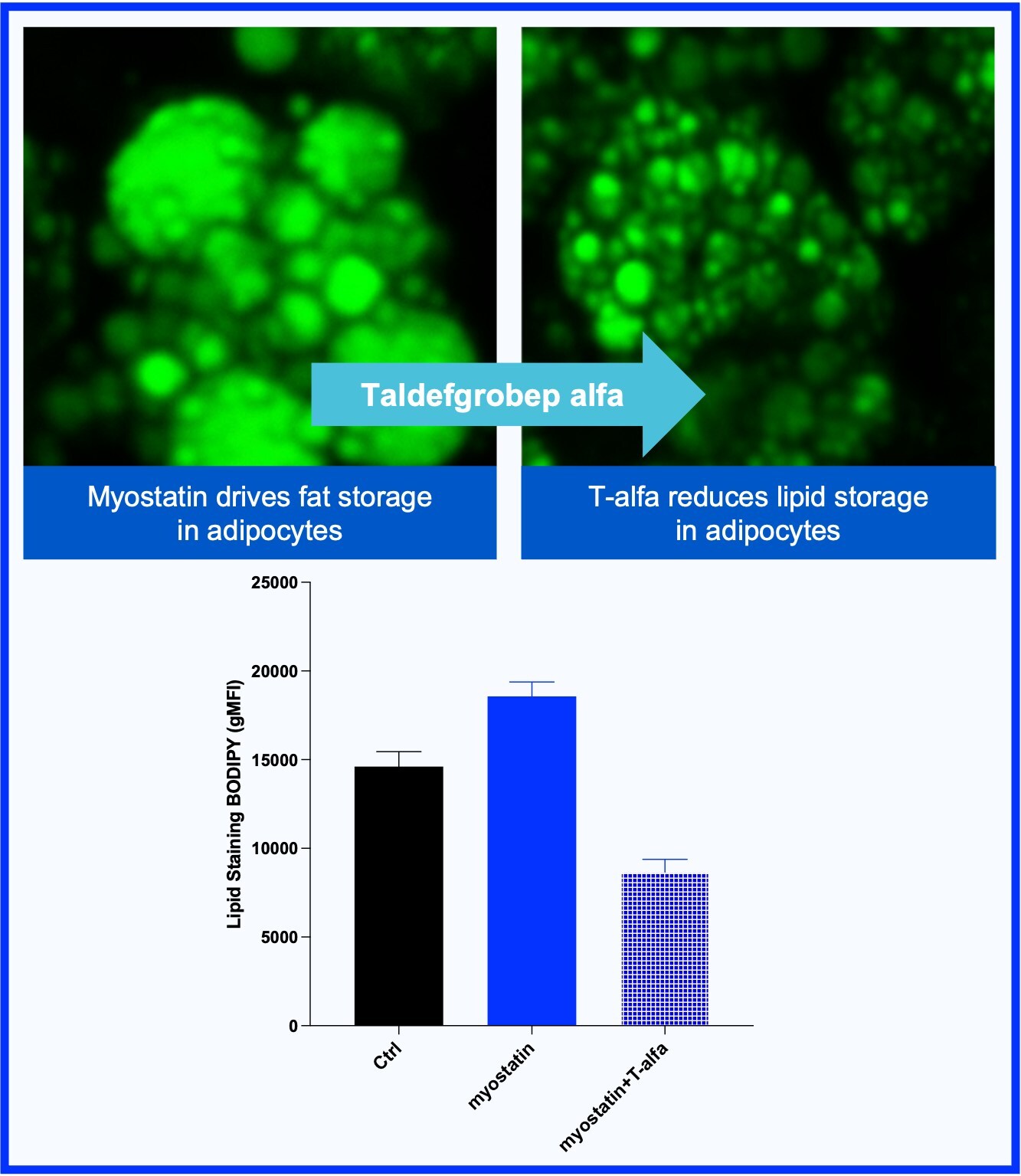 Figure 3: New preclinical data presented at Biohaven’s R&D Day showing taldefgrobep alfa directly lowered lipid storage in adipocytes. This direct effect on adipocytes is in addition to the muscle enhancing effects of taldefgrobep alfa.