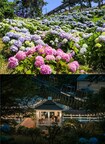 Ulsan Nam-gu, Kota "K-Tourism" Bertema Paus di Korea, Gelar Jangsaengpo Hydrangea Festival 2024 pada Juni