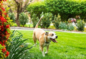 Six Benefits You May Not Have Known About Your Grass Lawn, According to the TurfMutt Foundation