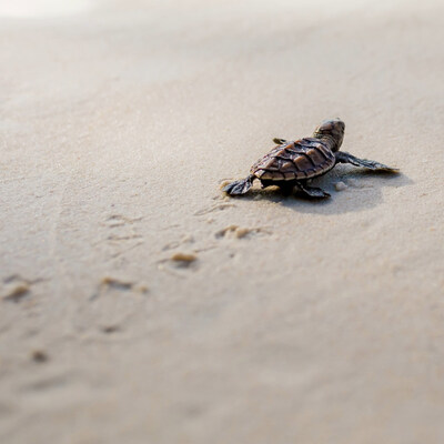 turtle in the sand 2