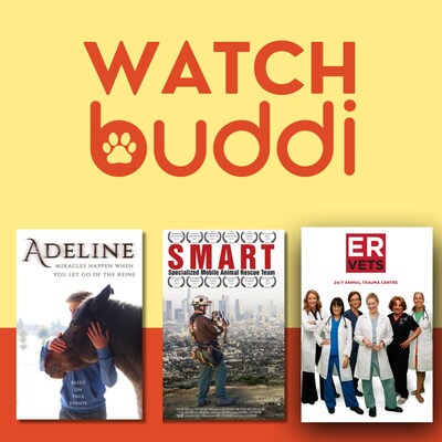 New Family-Friendly, Pet-Centric Streaming Service Called buddi Launches As The Number Of American Pet Parents And Animal Lovers Hits An All-Time High