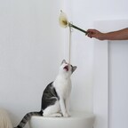 catenary flora cat wand with grey and white cat biting