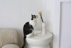 catenary flora cat wand in lifestyle vase photo with grey and white cat