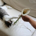 beautiful cat toy as calla lily flower with cat playing