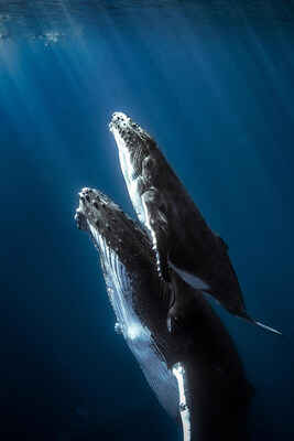 Two humpback whales swimming to the surface. © Shutterstock / Seb c est bien / WWF (CNW Group/World Wildlife Fund Canada)