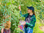 Cheyenne Parsons' daughters pick mulberries from their Dwarf Everbearing black mulberry tree. Parsons ordered the dwarf mulberry tree from Wellspring Gardens in 2016. (Cheyenne Parsons)