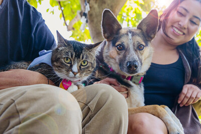 Cat and dog together Stock can be used for anything