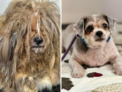 1st Place Winner of $10,000 - Giuseppe's arrival to a shelter in Espanola, NM, was a heartbreaking testament to neglect, with five pounds of matted fur rendering him unable to walk. Beneath the neglect, a terrified senior dog emerged, overwhelmed by sensory stimuli, and suffering from medical issues like hypothyroidism. Through dedicated medical care and foster support, Giuseppe's health improved, and he found a loving home to enjoy his golden years.