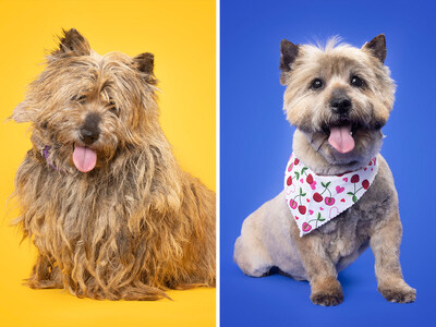 2nd Place Winner of $3,000 - Maddie, a stray with an unknown past, arrived in poor condition to a shelter in Franklin, TN, likely having endured neglect for some time. Fortunately, a compassionate local groomer stepped in to provide much-needed grooming, improving Maddie's appearance and well-being.