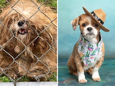 3rd Place Winner of $2,000 - Meet Pete, a resilient pup who endured neglect and abandonment after his owner's tragic passing. Rescued from a backyard in Justin, TX, Pete was covered in filth and matting, but with grooming and care, his true spirit emerged. Now, Pete is seeking a loving forever home where he can thrive and be cherished.