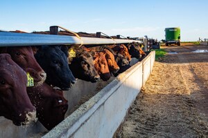 CH4 Global and CirPro Australia announce successful processing of first cattle to be fed Methane Tamer™ at commercial scale